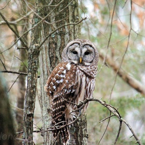 Barred Owl, Spirit Animal, Bird Pictures, Farm Life Pictures, Farmhouse Wall Art, Western Decor, Photography Print or Canvas