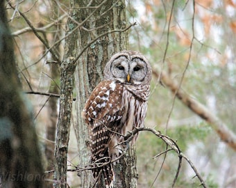 Barred Owl, Spirit Animal, Bird Pictures, Farm Life Pictures, Farmhouse Wall Art, Western Decor, Photography Print or Canvas