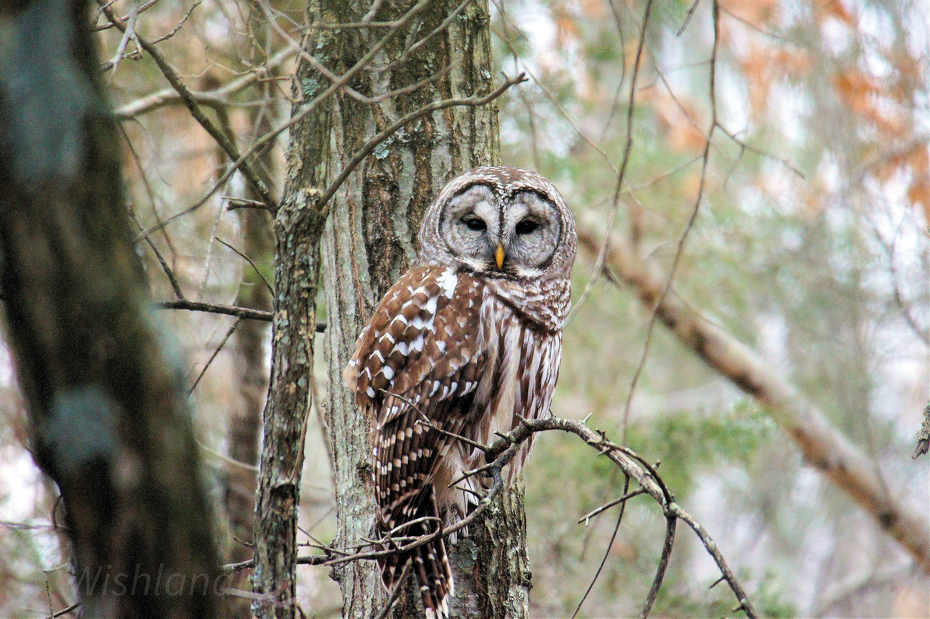 Barred Owl, Spirit Animal, Bird Pictures, Farm Life Pictures, Farmhouse Wall Art, Western Decor, Pho