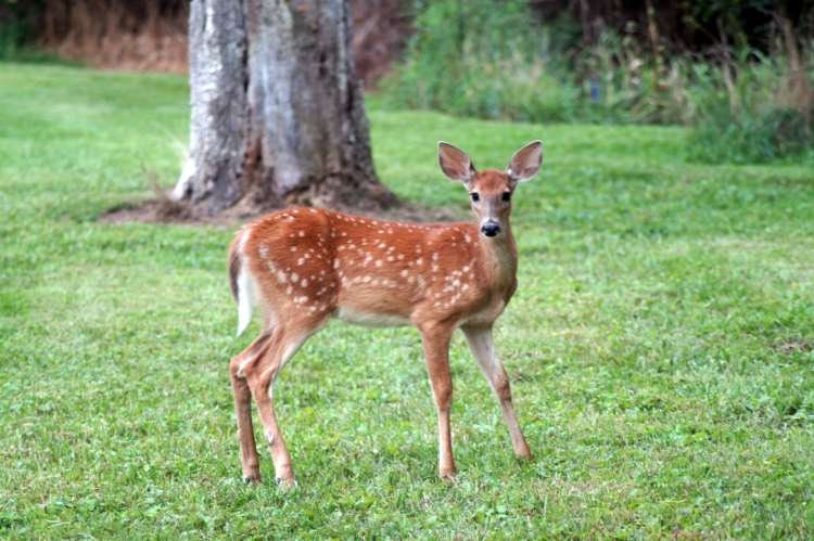 Fawn, Deer, Country Pictures, Farmhouse Wall Art, Wall Decor, Photography Print or Canvas
