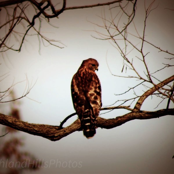 Hawk, Spirit Animal, Bird Pictures, Farm Life Pictures, Farmhouse Wall Art, Western Decor, Photography Print or Canvas