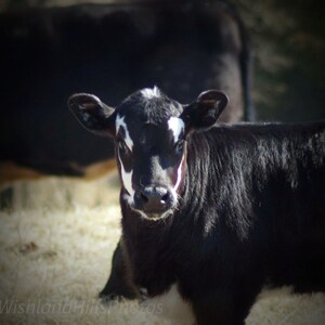 Calves, Calf, Cow, Baby Calf, Farm Life Pictures, Farmhouse Wall Art, Western Decor, Photography Print or Canvas