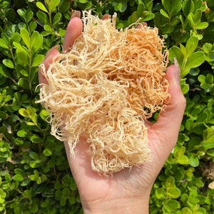 Raw Gold Sea Moss, Wholesale, 100% Wildcrafted St Lucian Sea Moss