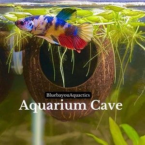 Aquarium Coconut Cave for betta fish,plecos,chiclids,shrimp,snails,catfish Aquarium decoration