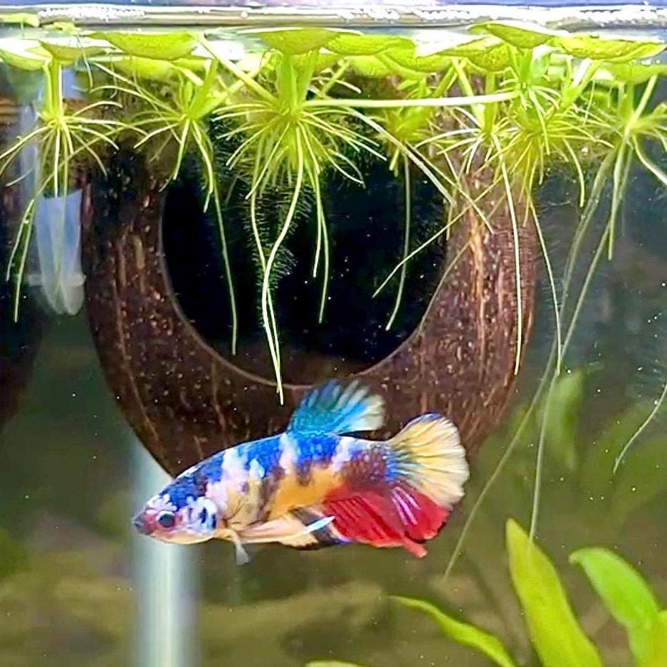 Betta fish tank accessories sale