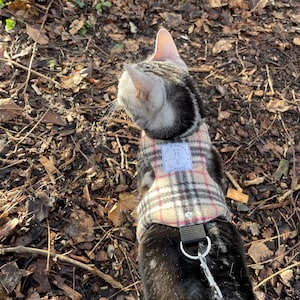 May include: A black and gray cat wearing a beige, pink, and brown plaid cat harness with a leash attached. The cat is outdoors on a bed of fallen leaves.