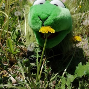 May include: A green fuzzy puppet with pink ears is smelling a yellow dandelion flower. The puppet is in a field of green grass and dandelions.