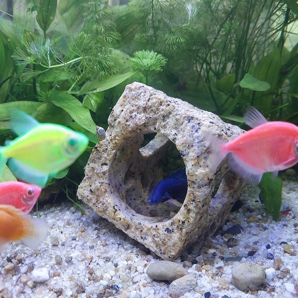 Aquarium Bonsai Etsy