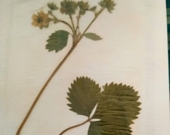 Page d'herbier ancien numéro 3. Rosacées.
