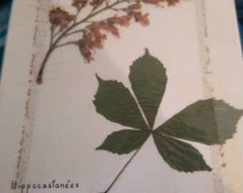 Page d'herbier ancien numéro 2. Hippocastanées Marronnier