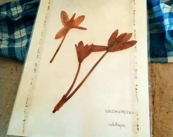 Page d'herbier ancien numéro 1. Colchicacées.