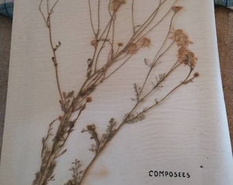 Page d'herbier ancien numéro 4. Composées.