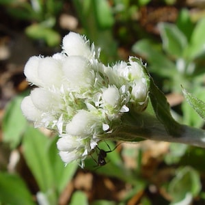 Pussytoes, Antennaria plantiginifolia, 4 Live Plants