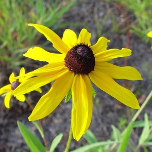 Black Eyed Susan, Rudbeckia hirta, 4 Live Plants