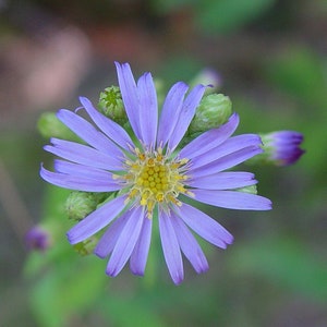 Smooth Blue Aster, Symphyotrichum laeve, 4 Live Plants