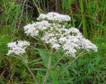 Boneset, Eupatorium perfoliatum, 4 Live Plants