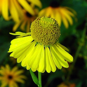 May include: Close-up of a vibrant yellow flower with a prominent, textured center. The petals are a bright yellow, and the background is a soft green, creating a natural and appealing image. The flower is in focus, with other flowers slightly blurred.