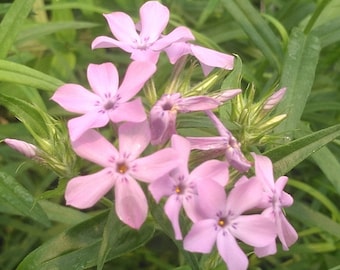 Prairie Phlox, Phlox pilosa, 4 Live Plants