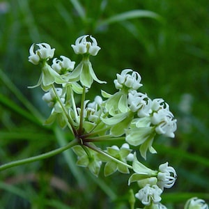 Whorled Milkweed, Asclepias verticillata, 4 Live Plants