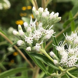 Tall Boneset, Eupatorium altissimum, 4 Live Plants image 1