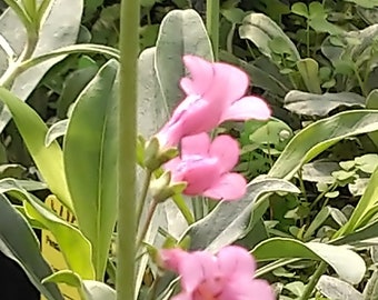 Parry's Penstemon, Penstemon parryi, 4 Live Plants