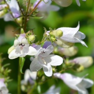 Foxglove Beardtongue, Penstemon digitalis; 4 Live Plants