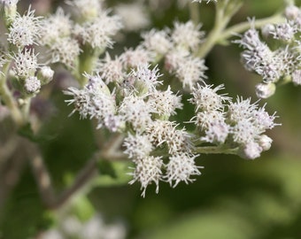 Late Boneset, Eupatorium serotinum, 4 Live Plants