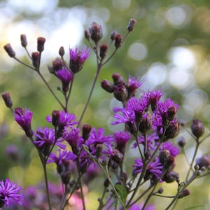Tall Ironweed, Vernonia gigantea, 4 Live Plants
