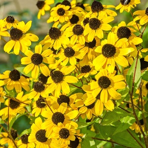 Brown Eyed Susan, Rudbeckia triloba, 4 Live Plants