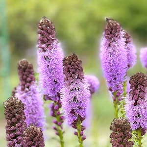 Dense Blazing Star, Liatris spicata, 4 Live Plants