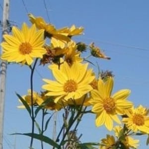 Sawtooth Sunflower, Helianthus grosserratus, 4 Live Plants