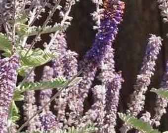 Lead Plant, Amorpha canascens; 4 Live Plants