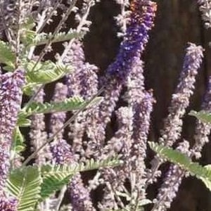 Lead Plant, Amorpha canascens; 4 Live Plants