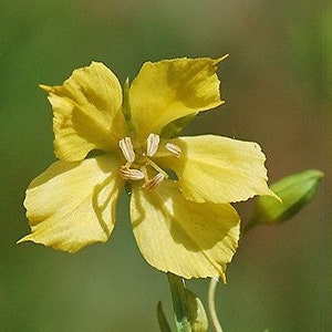 Prairie Loosestrife, Lysimachia quadriflora 4 Live Plants zdjęcie 1