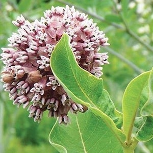 Common Milkweed, Asclepias syriaca, 4 Live Plants