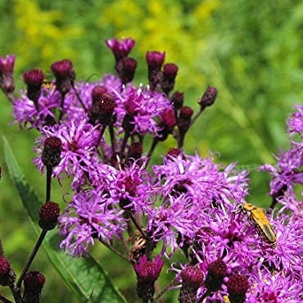 Common Ironweed, Vernonia fasciculata, 4 Live Plants