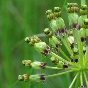 Tall Green Milkweed, Asclepias hirtilla, 4 Live Plants