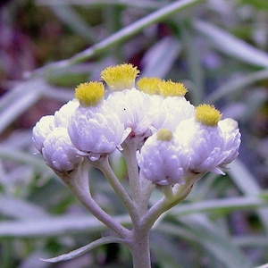 Pearly Everlasting, Anaphalis margaritacia; 4 Live Plants