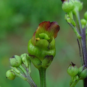Early Figwort, Scrophularia lanceolata; 4 Live Plants