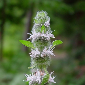 Hairy Wood Mint, Blephilia hirsuta; 4 Live Plants