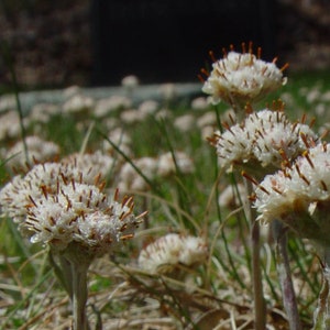 Prairie Pussytoes, Antennaria neglecta, 4 Live Plants