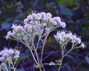 White Snakeroot, Ageratina altissima, 4 Live Plants