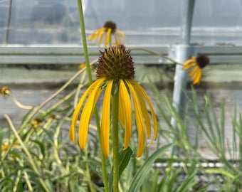 Bush's Coneflower, Echinacea paradoxa; 4 Live Plants