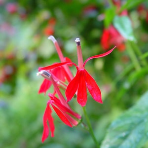 Cardinal Flower, Lobelia cardinalis, 4 Live Plants