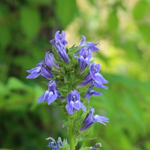 Great Blue Lobelia, Lobelia siphilitica 4 Live Plants image 1