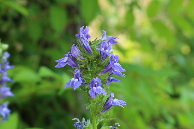 Great Blue Lobelia, Lobelia siphilitica 4 Live Plants image 1