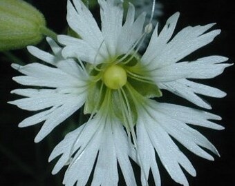 Starry Campion, Silene stellata, 4 Live Plants