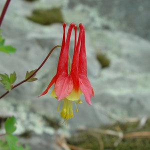 Columbine, Aquilegia canadensis; 4 Live Plants