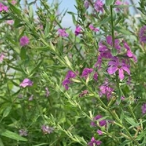 Könnte beinhalten: Nahaufnahme eines lebendigen Feldes mit lila Blüten und grünem Laub. Die Blüten sind klein und gehäuft, mit einem zarten Aussehen. Das Bild fängt die natürliche Schönheit des Pflanzenlebens ein.