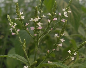 White Vervain, Verbena urticifolia, 4 Live Plants